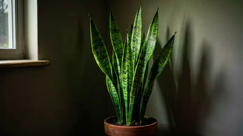 Easy Indoor Plants for Low Light: 7 Reliable Choices